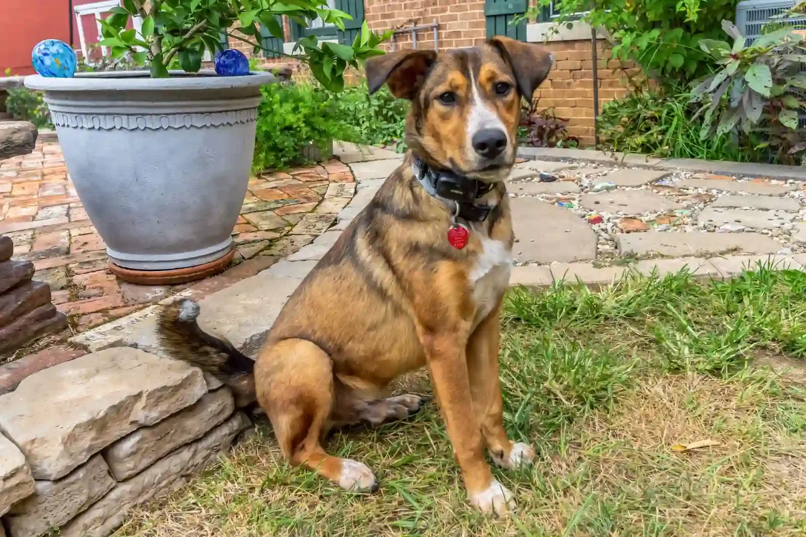 Kodiak dog in a playful pose at B&B